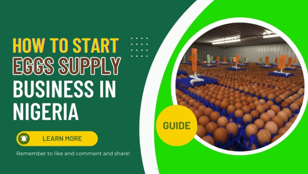 How To Start Eggs Supply Business In Nigeria